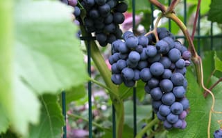 Картинка виноград, ягоды, ягода, фрукт, фрукты