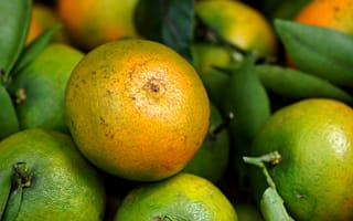 Картинка мандарин, цитрус, фрукт, фрукты, зеленый