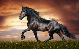 Картинка вороной, лошадь, конь, лошади, животные, животное, луг, вечер, закат, заход, облака, туча, облако, тучи, небо