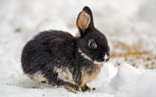 Картинка кролик, животные, животное, природа, снег, зима