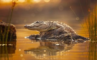 Картинка крокодил, аллигатор, рептилия, животное, рептилии, животные, вода, озеро, пруд, вечер, закат