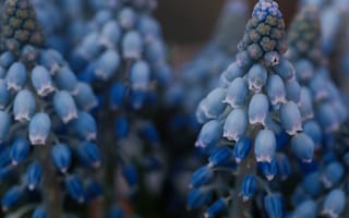 Картинка мускари, мышиный гиацинт, гиацинт, цветок, весна, цветы, растение, растения, цветочный, синий