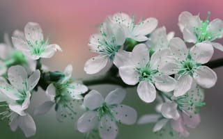 Картинка вишня, цветущий, цветок, цветение, весна, весенние, время года, сезоны, сезонные, природа