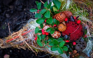 Картинка лист, растение, природа, шишка, сосновая, осень