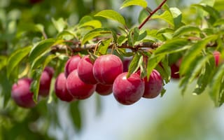Картинка слива, фрукты, фрукт, ветка, лист, растение, розовый