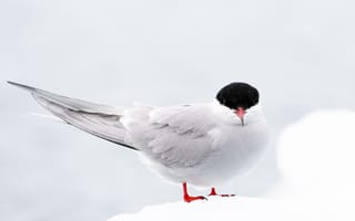 Картинка чайка, птица, птицы, животное, животные, белый