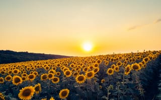 Картинка подсолнух, цветок, цветы, растение, растения, цветочный, поле, вечер, закат, заход, солнце