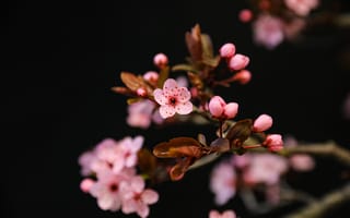 Картинка вишня, цветущий, цветок, цветение, весна, весенние, время года, сезоны, сезонные, природа, amoled, амолед, черный, розовый