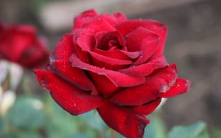 Картинка роза, цветок, цветы, растение, растения, цветочный, красный