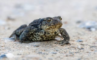Картинка лягушка, жаба, земноводные, животные, песок