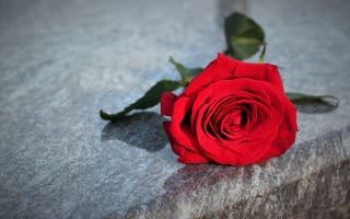 Картинка роза, цветок, цветы, растение, растения, цветочный, красный
