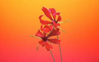 Картинка лилия, цветок, цветы, растение, растения, цветочный, красный