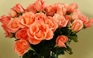 Картинка роза, цветок, цветы, растение, растения, цветочный, оранжевый, розовый, букет