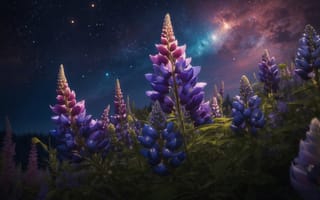 Картинка люпин, цветок, цветы, растение, растения, цветочный, фиолетовый, ночь, звезда