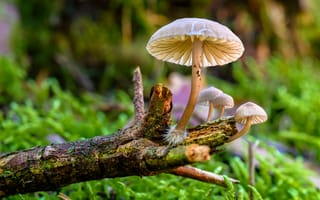 Картинка гриб, природа, мох