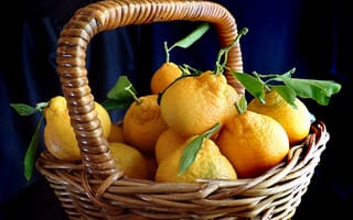 Картинка лимон, цитрус, фрукт, кислый, фрукты, корзина