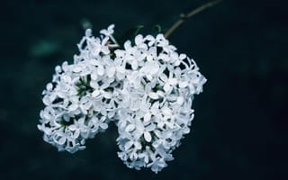 Картинка сирень, цветок, весна, цветы, растение, растения, цветочный, белый