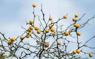 Картинка лимон, цитрус, фрукт, кислый, фрукты