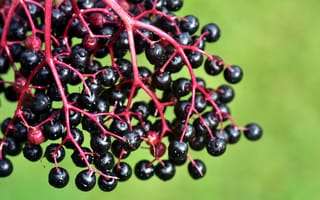 Картинка виноград, ягоды, ягода, фрукт, фрукты, черный