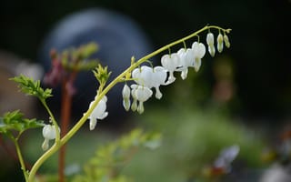 Картинка цветок, цветы, растение, растения, цветочный, белый