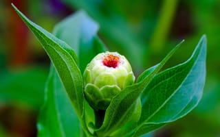 Картинка астра, циния, природа, цветок, цветущий, лист, растение