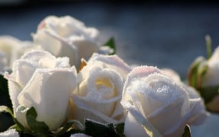 Картинка роза, цветок, цветы, растение, растения, цветочный, снег, иней, изморозь, белый, зима