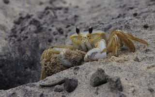 Картинка краб, животные, животное, природа, песок, песчаный