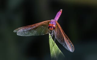 Картинка стрекоза, насекомое, насекомые, природа