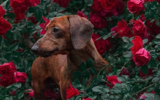 Картинка такса, собаки, собака, пес, животное, животные, питомец, коричневый, цветок, роза, красный, лист, растение