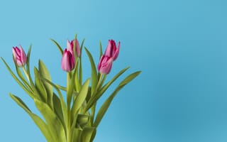 Картинка тюльпан, цветок, цветы, растение, растения, цветочный, букет