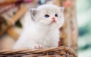 Картинка кот, кошки, кошка, кошачьи, домашние, животные, маленький, белый, пушистый, корзина