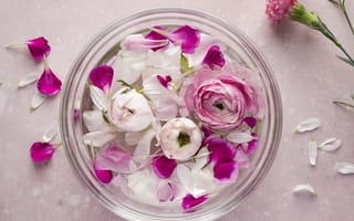 Картинка ранункулюс, лютик, цветок, цветы, растение, растения, цветочный, лепесток, лепестки
