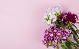 Картинка флокс, цветок, цветущий, цветы, растение, растения, цветочный, розовый