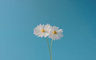 Картинка космея, цветок, цветы, растение, растения, цветочный