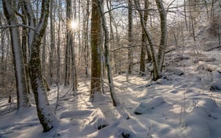 Картинка зима, лес, снег, солнце, природа, деревья, пейзаж