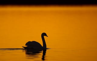 Картинка лебедь, закат, вода, силуэт, природа, спокойствие, красота
