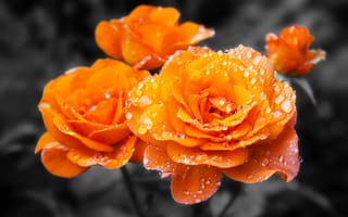 Картинка роза, цветы, оранжевый, капли, природа, красота, фото