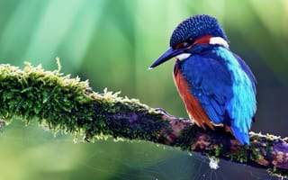Картинка птица, красивый, природа, цвет, фото, обои, мох