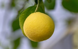 Картинка лимон, фрукты, природа, желтый, дерево, освежающий, лето