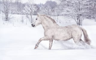 Картинка лошадь, зима, снег, природа, пейзаж, животные, белый