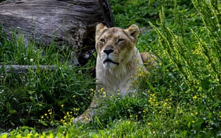 Картинка лев, природа, животные, зеленый, трава, дикое, фауна