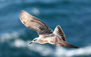 Картинка птица, морская, полет, небо, океан, природа, красота