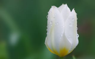 Картинка цветок, тюльпан, белый, капли, природа, красота, размытость