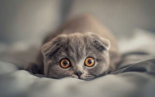 Картинка кот, питомец, смешной, гладкошерстный, глаза, мягкий, домашний