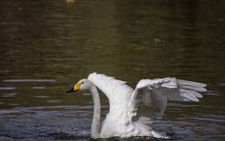 Картинка лебедь, вода, природа, птица, крылья, озеро, красота