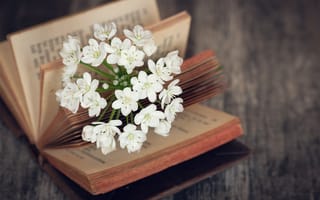 Картинка книга, цветы, природа, декор, натюрморт, белый, романтика