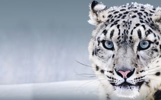 Картинка снежный леопард, дикая природа, животные, зима, пейзаж, красота, хищник