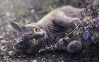 Картинка кот, серый, цветы, природа, животные, питомцы, фото