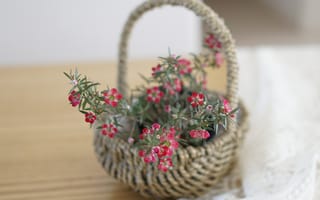 Картинка цветы, корзина, декор, натуральный, интерьер, растения, стиль