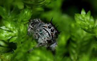 Картинка Трава, Зелень, паук, насекомое, глаза